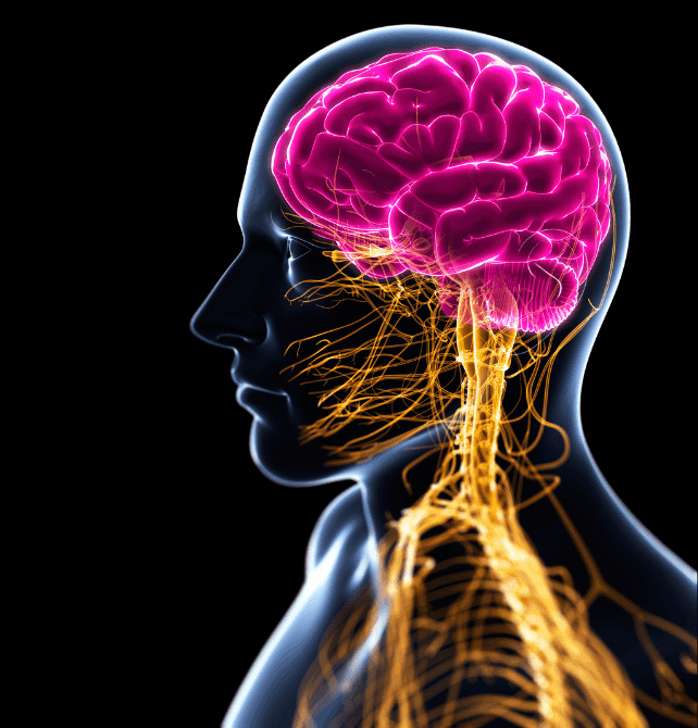 Natural Fast Brain Booster
